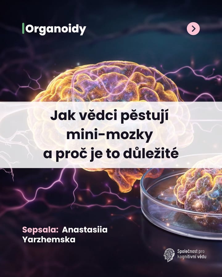 Jak vědci pěstují mini-mozky a proč je to důležité